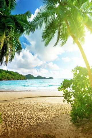 Fondo de pantalla Tropical Beach In Palau 320x480