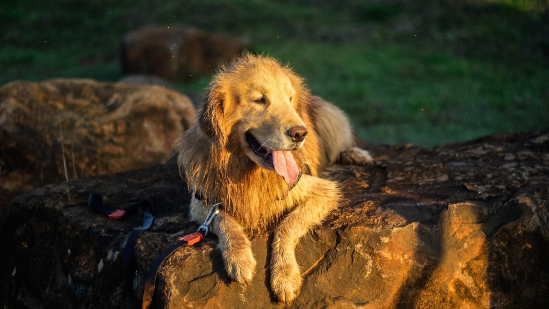 Labrador screenshot #1 1920x1080