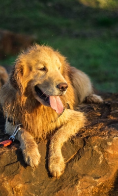 Labrador screenshot #1 240x400