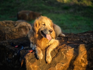 Обои Labrador 320x240