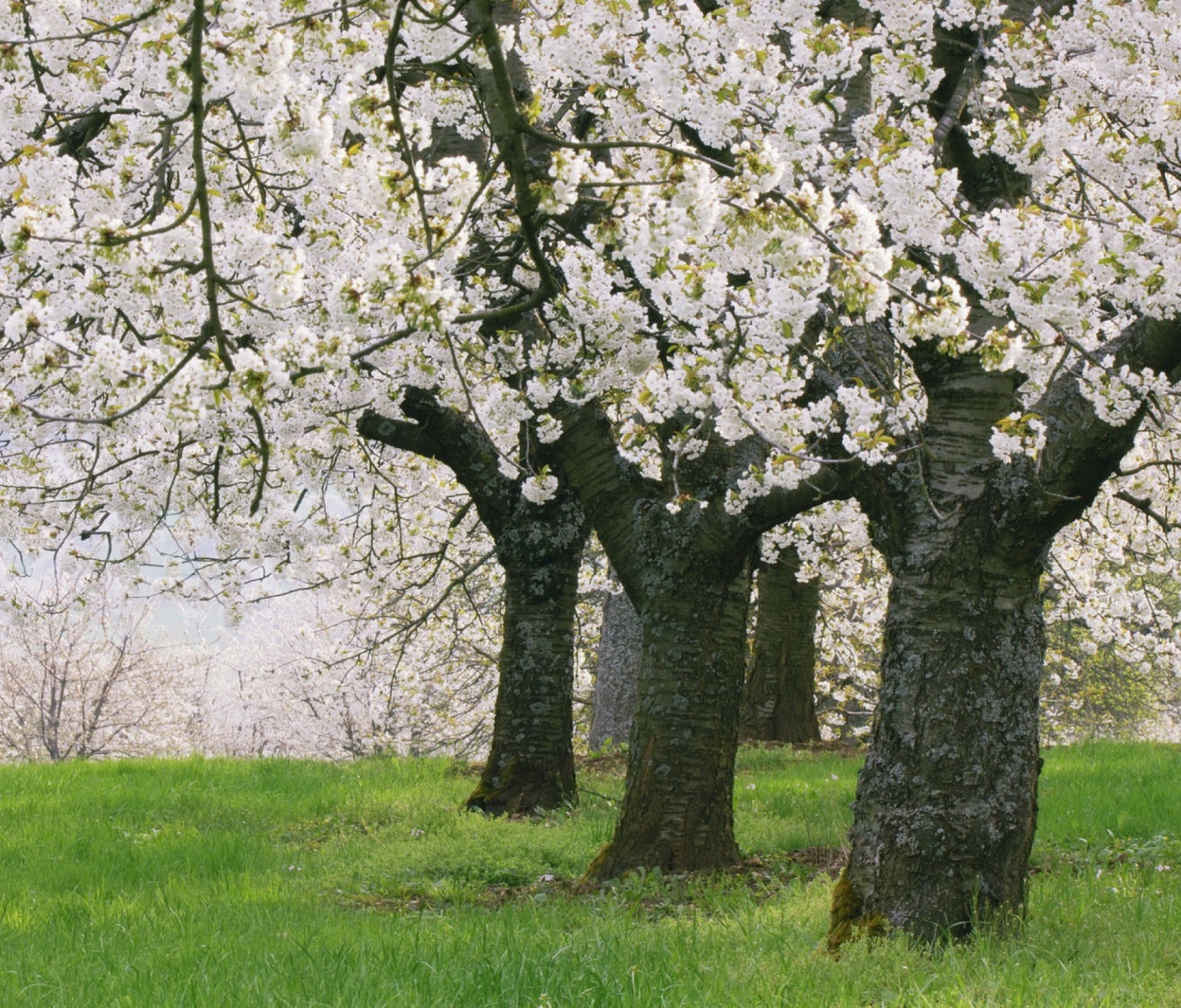 Fondo de pantalla Blooming Cherry Trees 1200x1024