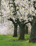 Обои Blooming Cherry Trees 128x160