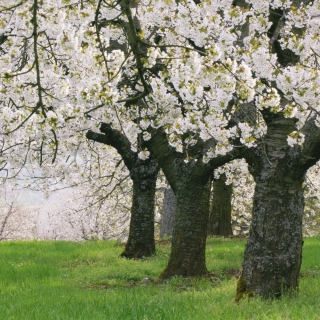 Blooming Cherry Trees papel de parede para celular para iPad 3