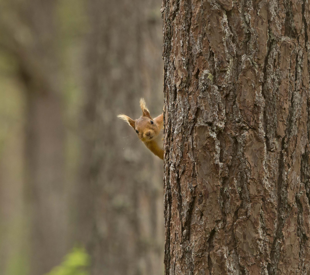 Screenshot №1 pro téma Squirrel Hiding Behind Tree 1080x960