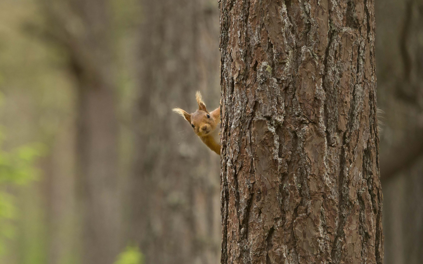 Screenshot №1 pro téma Squirrel Hiding Behind Tree 1680x1050