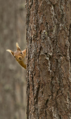 Fondo de pantalla Squirrel Hiding Behind Tree 240x400