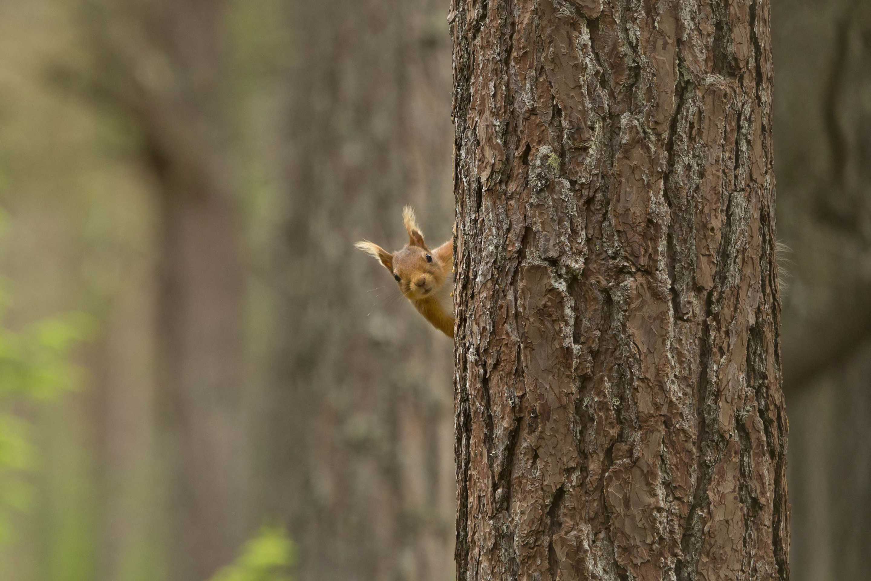 Fondo de pantalla Squirrel Hiding Behind Tree 2880x1920