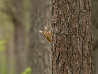 Das Squirrel Hiding Behind Tree Wallpaper 320x240