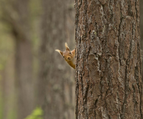 Screenshot №1 pro téma Squirrel Hiding Behind Tree 480x400