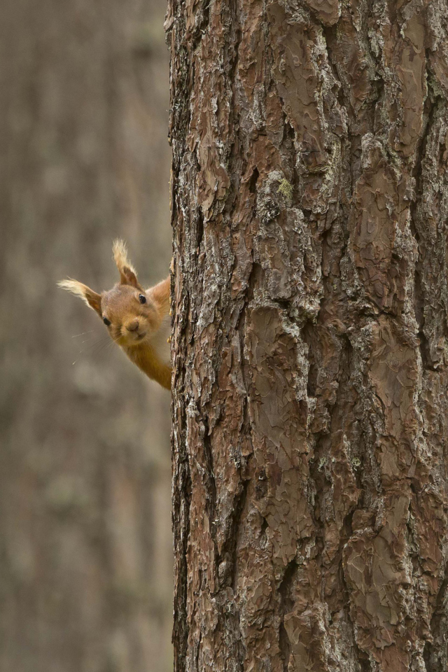 Fondo de pantalla Squirrel Hiding Behind Tree 640x960