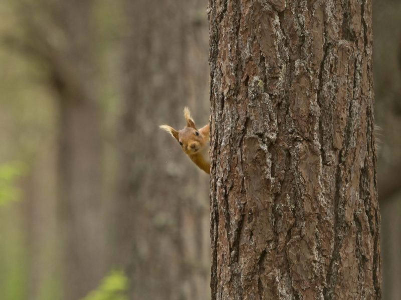 Screenshot №1 pro téma Squirrel Hiding Behind Tree 800x600