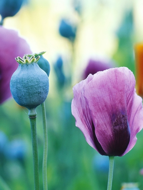 Poppy Flowers screenshot #1 480x640