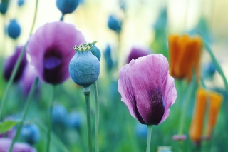 Kostenloses Poppy Flowers Wallpaper für Android, iPhone und iPad