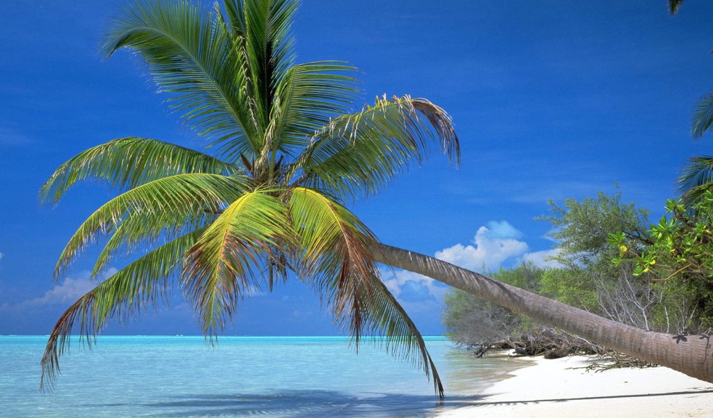Sfondi Maldives Palm 1024x600