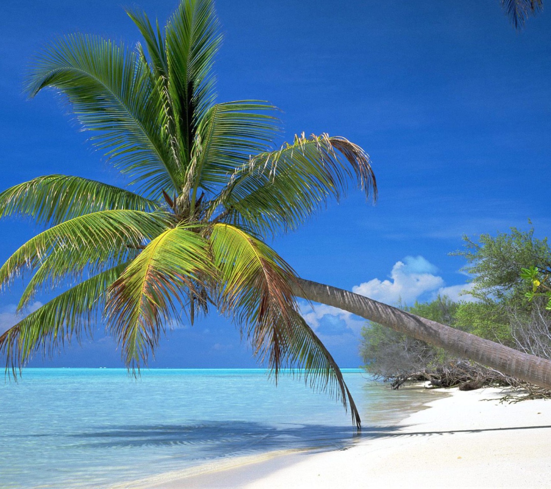 Maldives Palm screenshot #1 1080x960