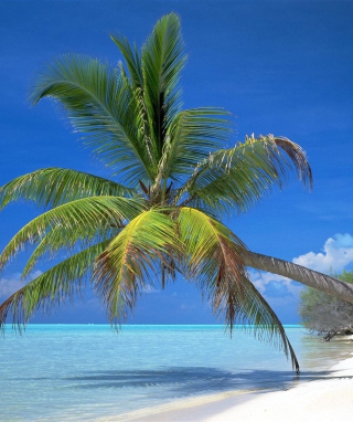 Maldives Palm sfondi gratuiti per 640x1136