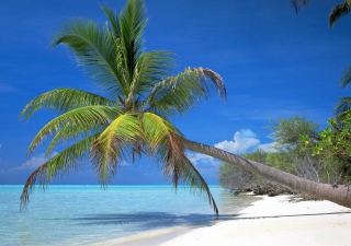 Maldives Palm - Obrázkek zdarma pro Widescreen Desktop PC 1600x900