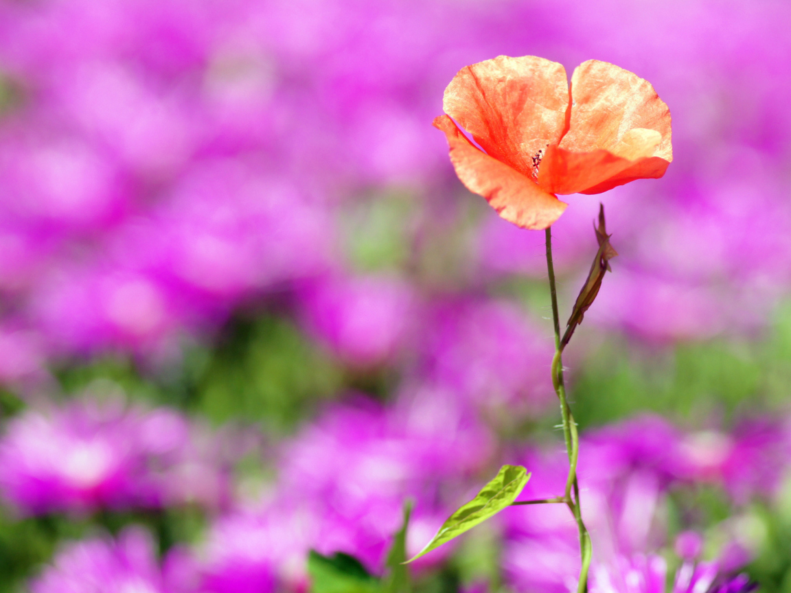 Screenshot №1 pro téma Red Poppy On Purple Background 1152x864