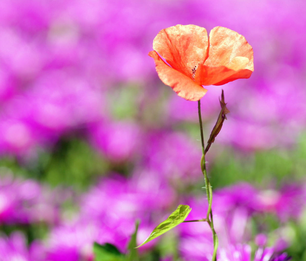 Fondo de pantalla Red Poppy On Purple Background 1200x1024