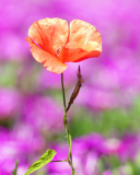 Sfondi Red Poppy On Purple Background 128x160