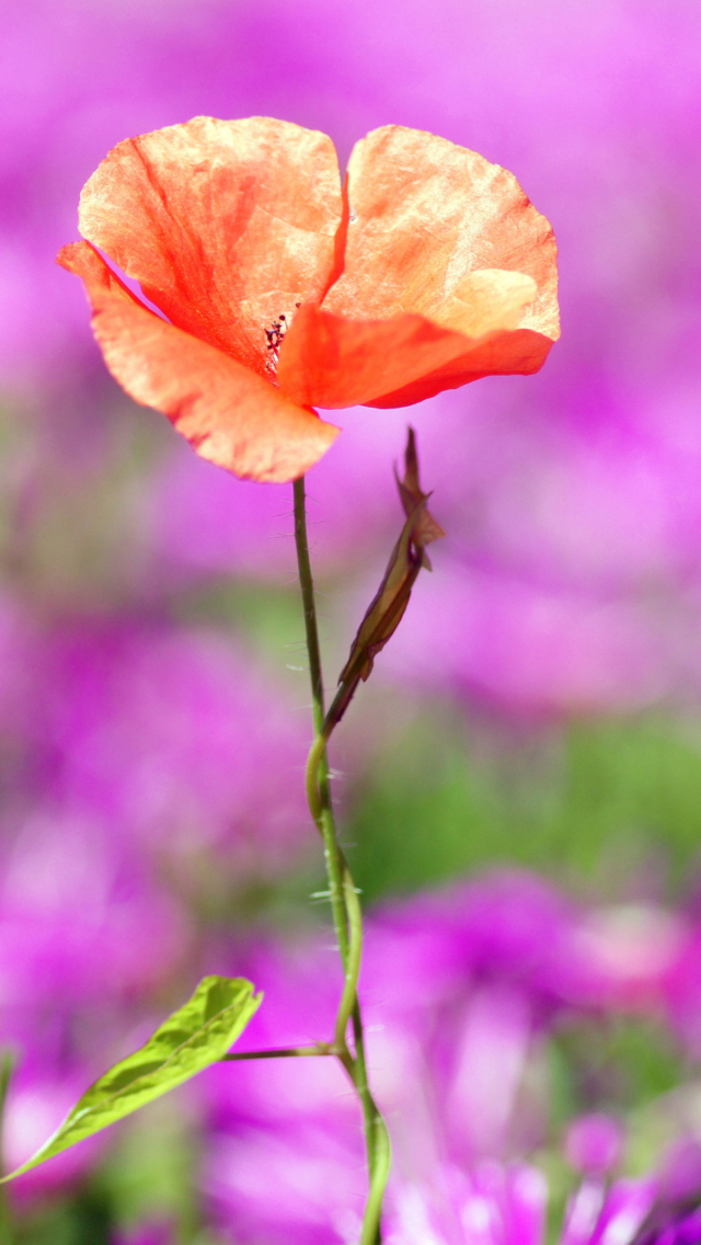 Sfondi Red Poppy On Purple Background 640x1136