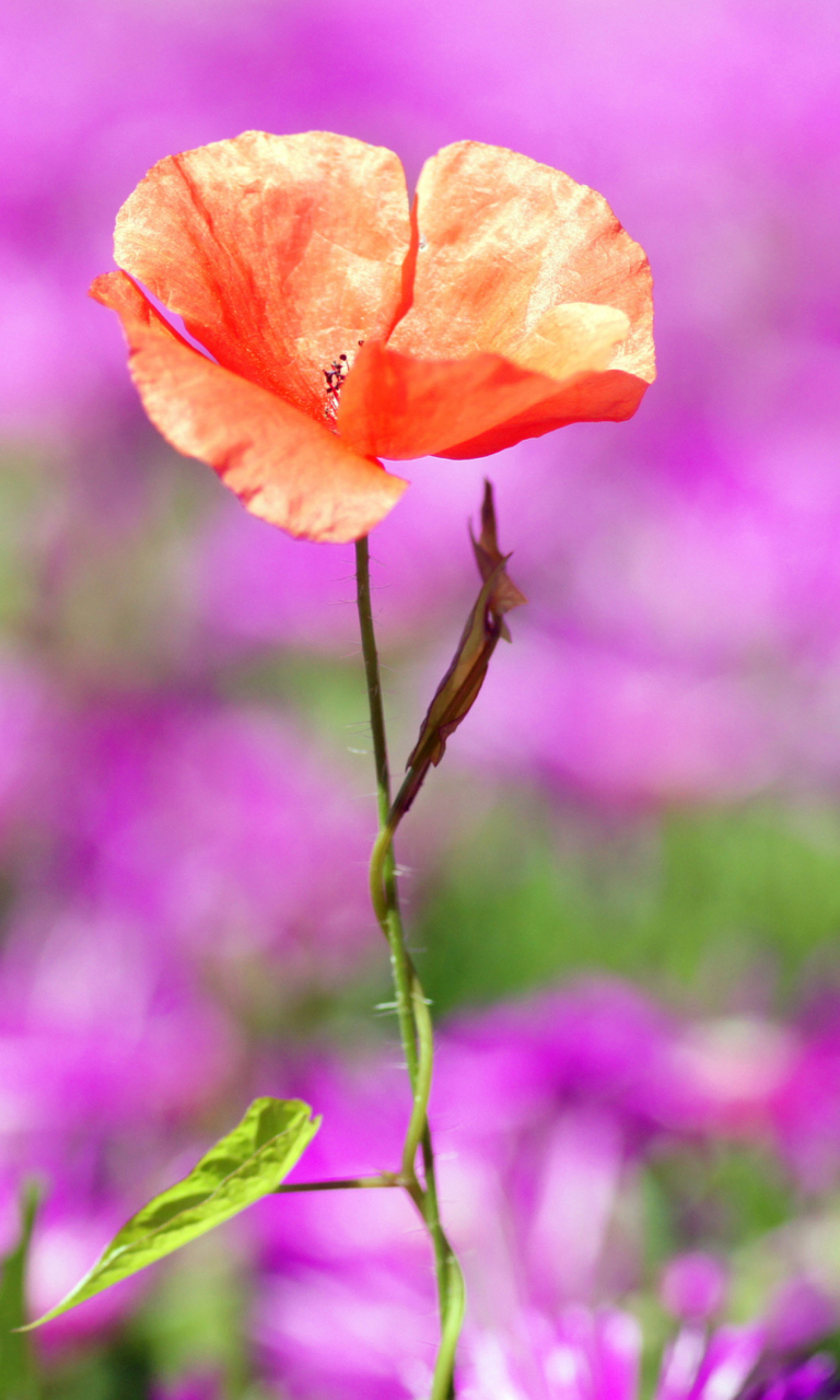 Red Poppy On Purple Background screenshot #1 768x1280