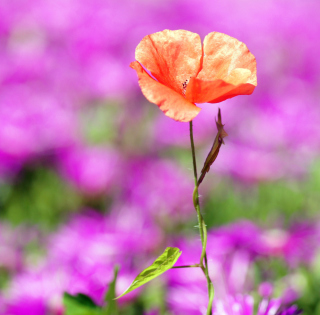 Red Poppy On Purple Background - Obrázkek zdarma pro 1024x1024