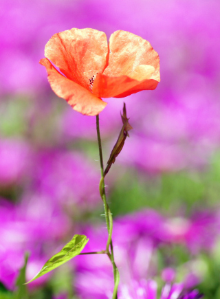 Red Poppy On Purple Background - Obrázkek zdarma pro Nokia X1-00