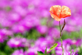 Red Poppy On Purple Background - Obrázkek zdarma 