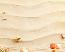 Das Sand and Shells Wallpaper 220x176
