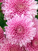 Screenshot №1 pro téma Chrysanthemum Flowers 132x176