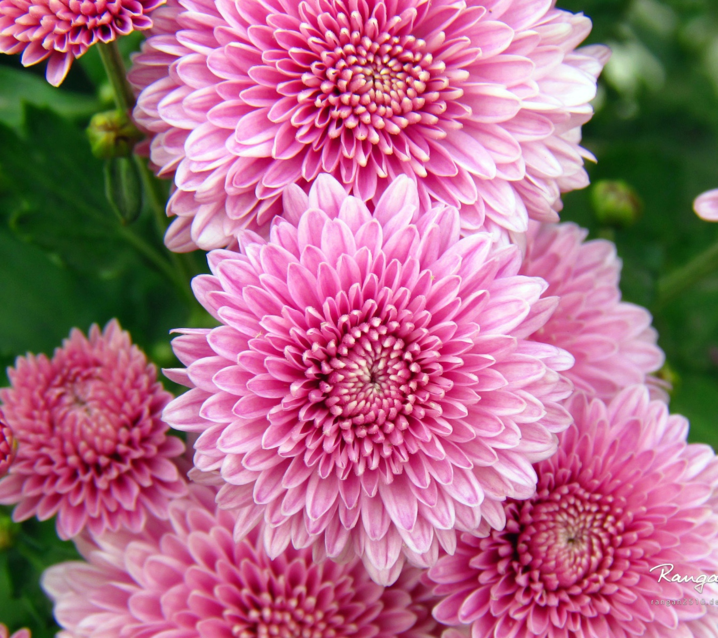 Screenshot №1 pro téma Chrysanthemum Flowers 1440x1280