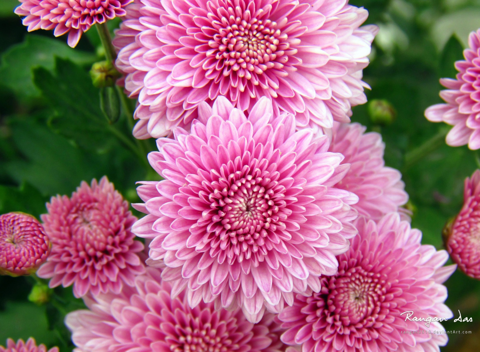 Chrysanthemum Flowers wallpaper 1920x1408