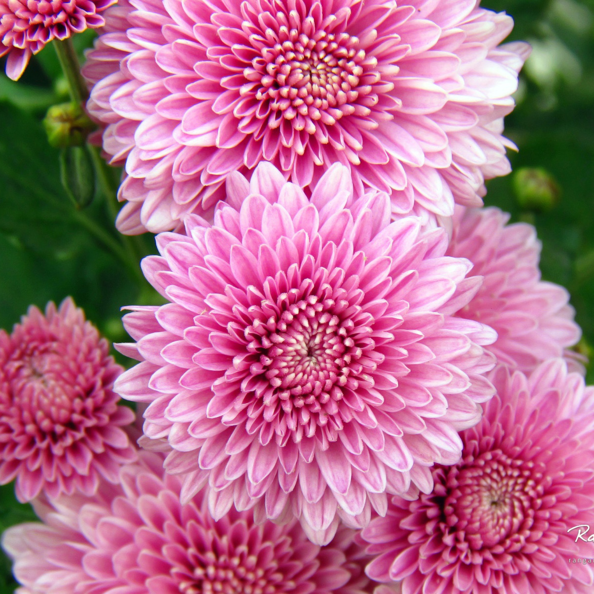 Обои Chrysanthemum Flowers 2048x2048