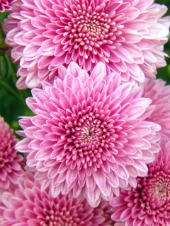 Fondo de pantalla Chrysanthemum Flowers 240x320
