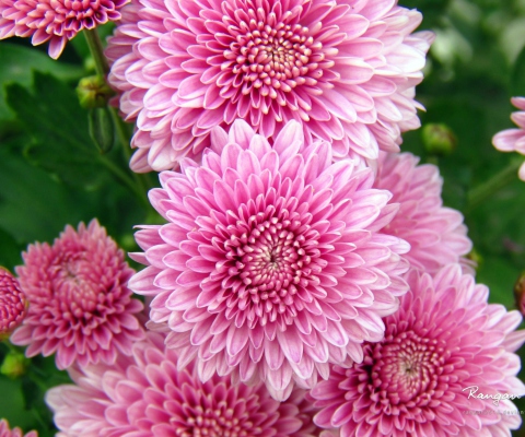 Screenshot №1 pro téma Chrysanthemum Flowers 480x400