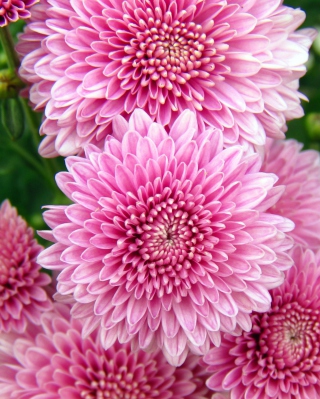 Chrysanthemum Flowers sfondi gratuiti per Nokia Asha 306