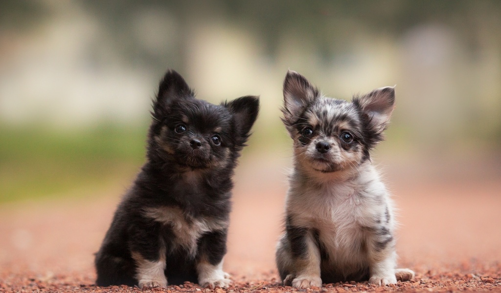 Обои Chihuahua Puppy 1024x600
