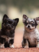 Screenshot №1 pro téma Chihuahua Puppy 132x176