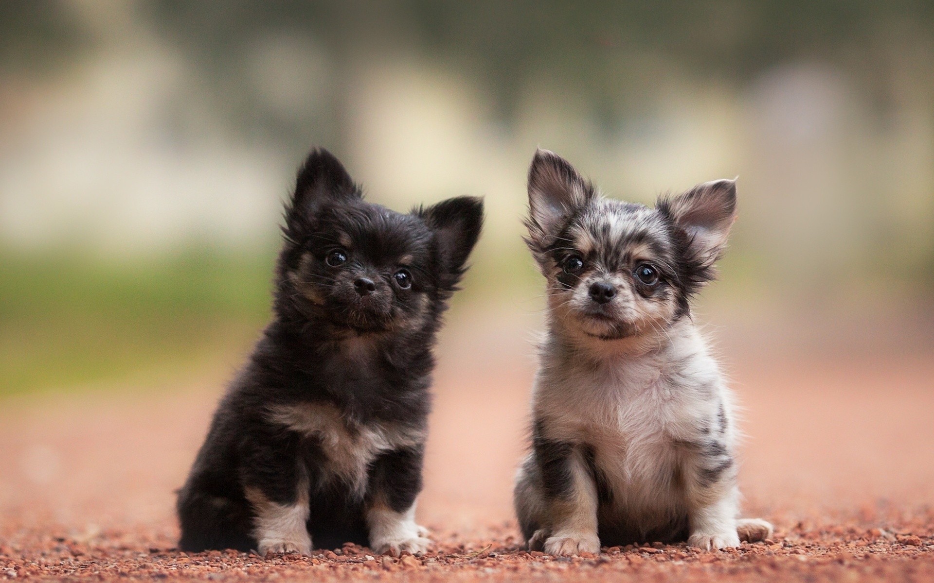Обои Chihuahua Puppy 1920x1200