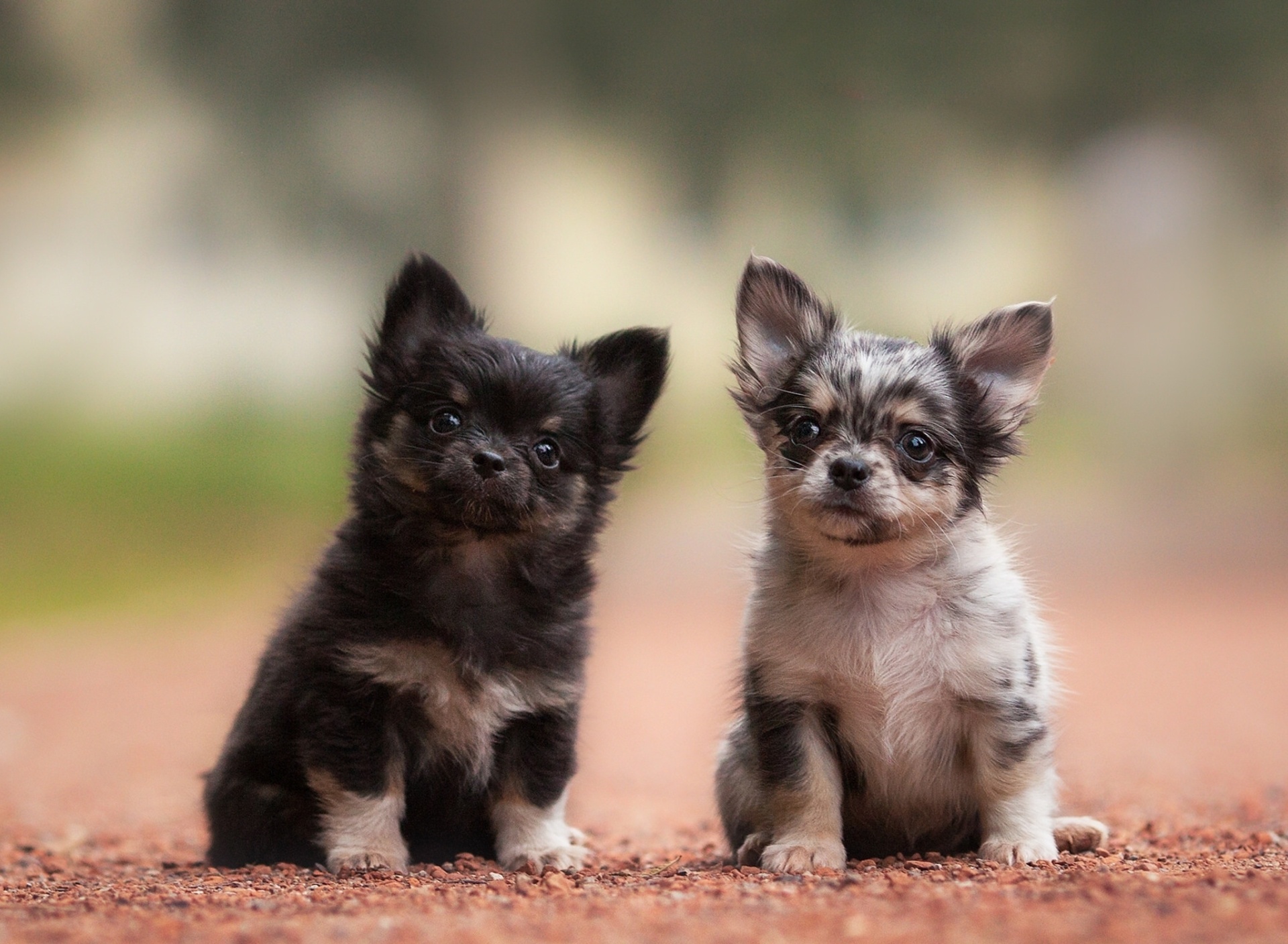 Обои Chihuahua Puppy 1920x1408
