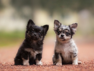Обои Chihuahua Puppy 320x240