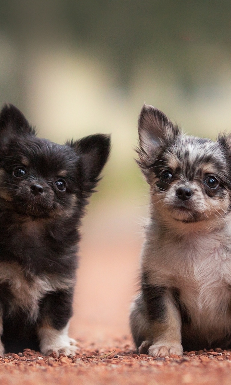 Обои Chihuahua Puppy 768x1280