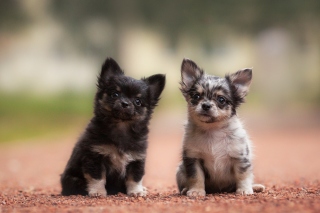 Kostenloses Chihuahua Puppy Wallpaper für Android, iPhone und iPad