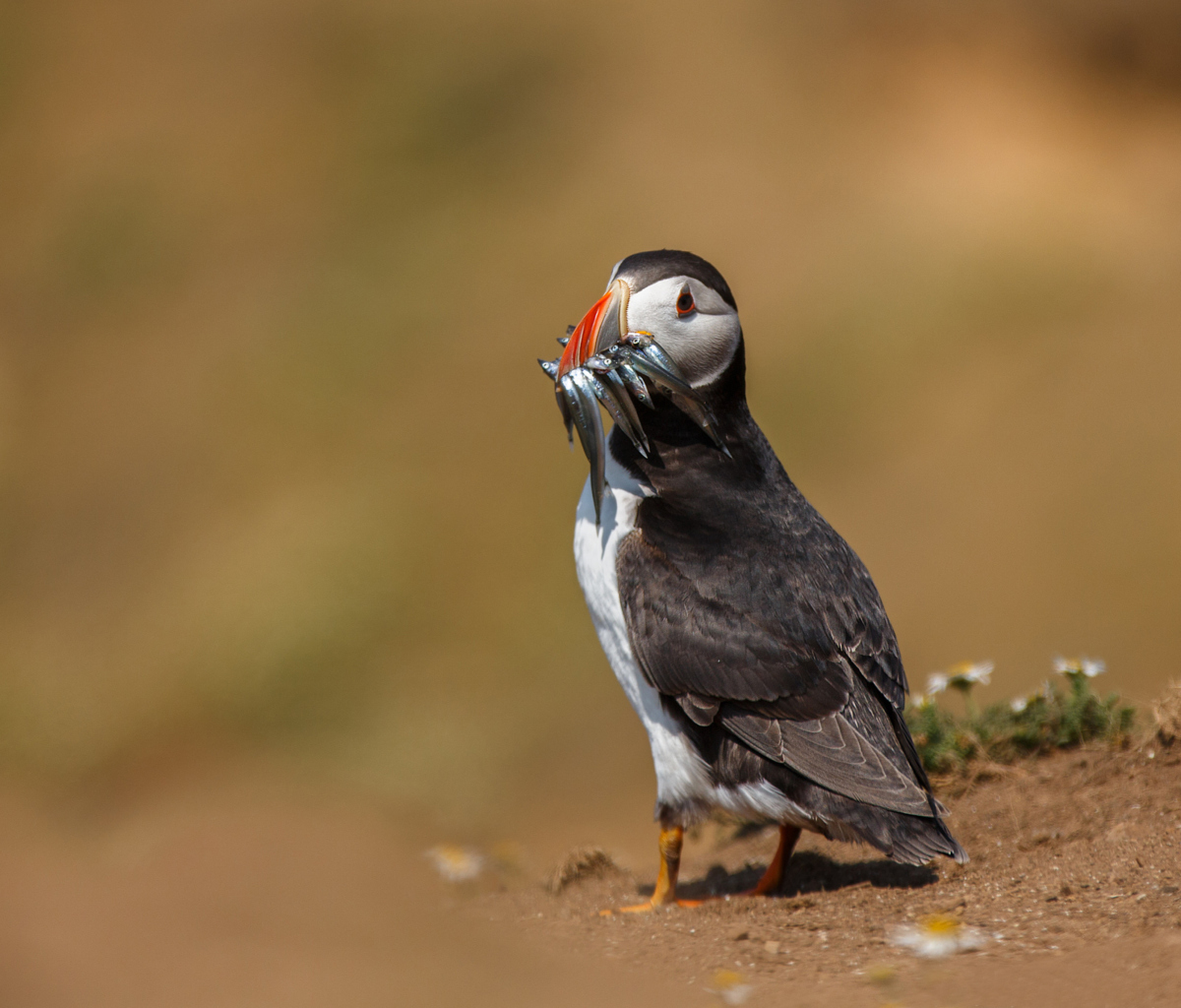 Das Puffin With Fish Wallpaper 1200x1024