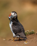 Fondo de pantalla Puffin With Fish 128x160