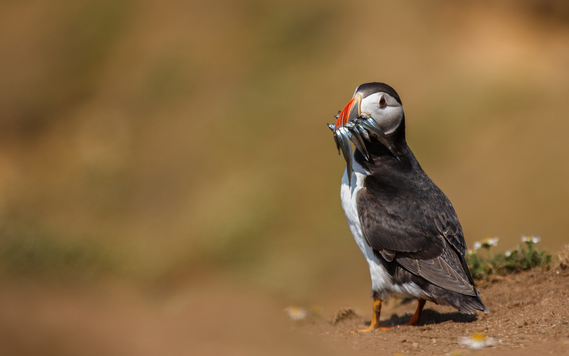 Das Puffin With Fish Wallpaper 1920x1200