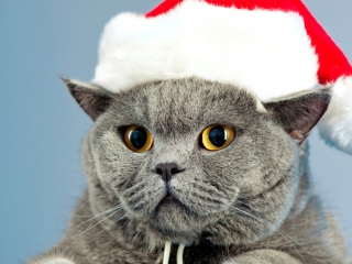 Santa's Cat wallpaper 320x240