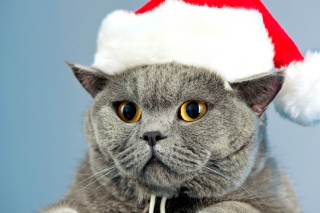Santa's Cat - Obrázkek zdarma pro Samsung Galaxy S6