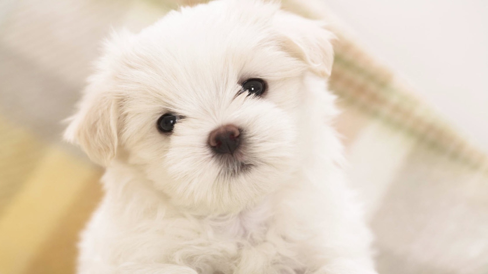 Sfondi White Puppy 1600x900